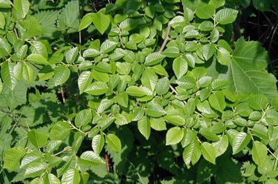 Ulmus carpinifolia